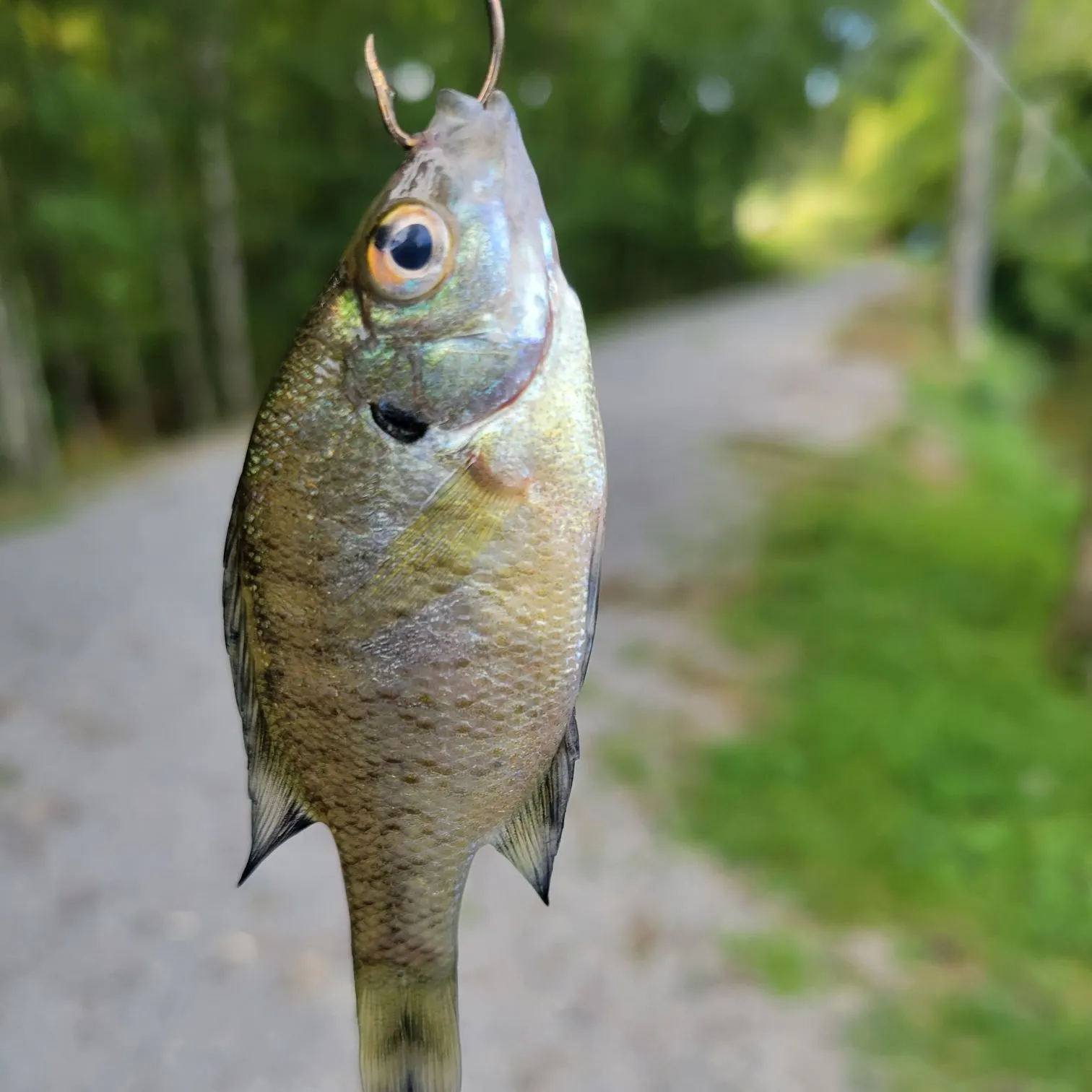 Bluegill caught on Fishbrain