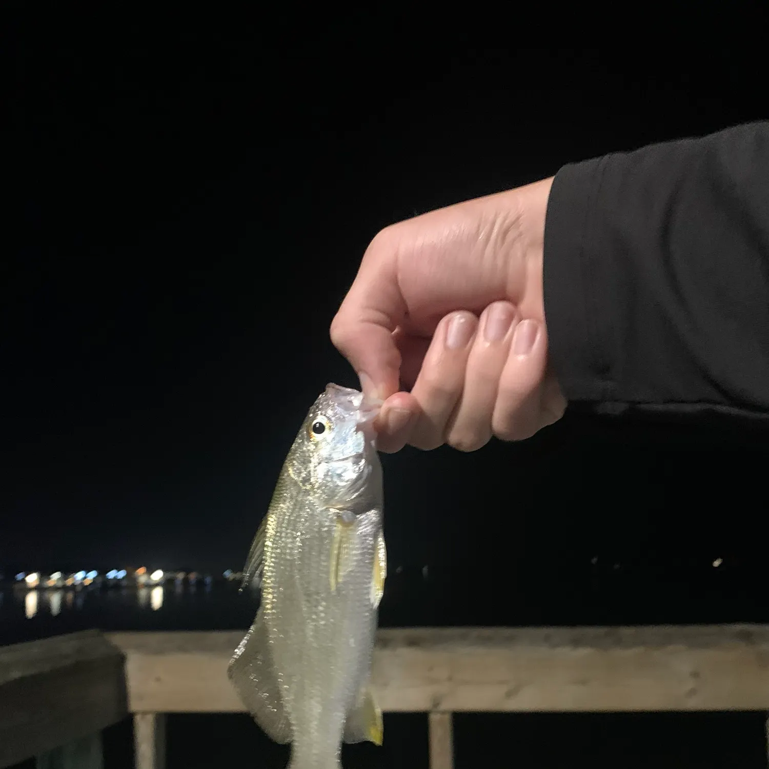 The most recent Silver perch catches on Fishbrain