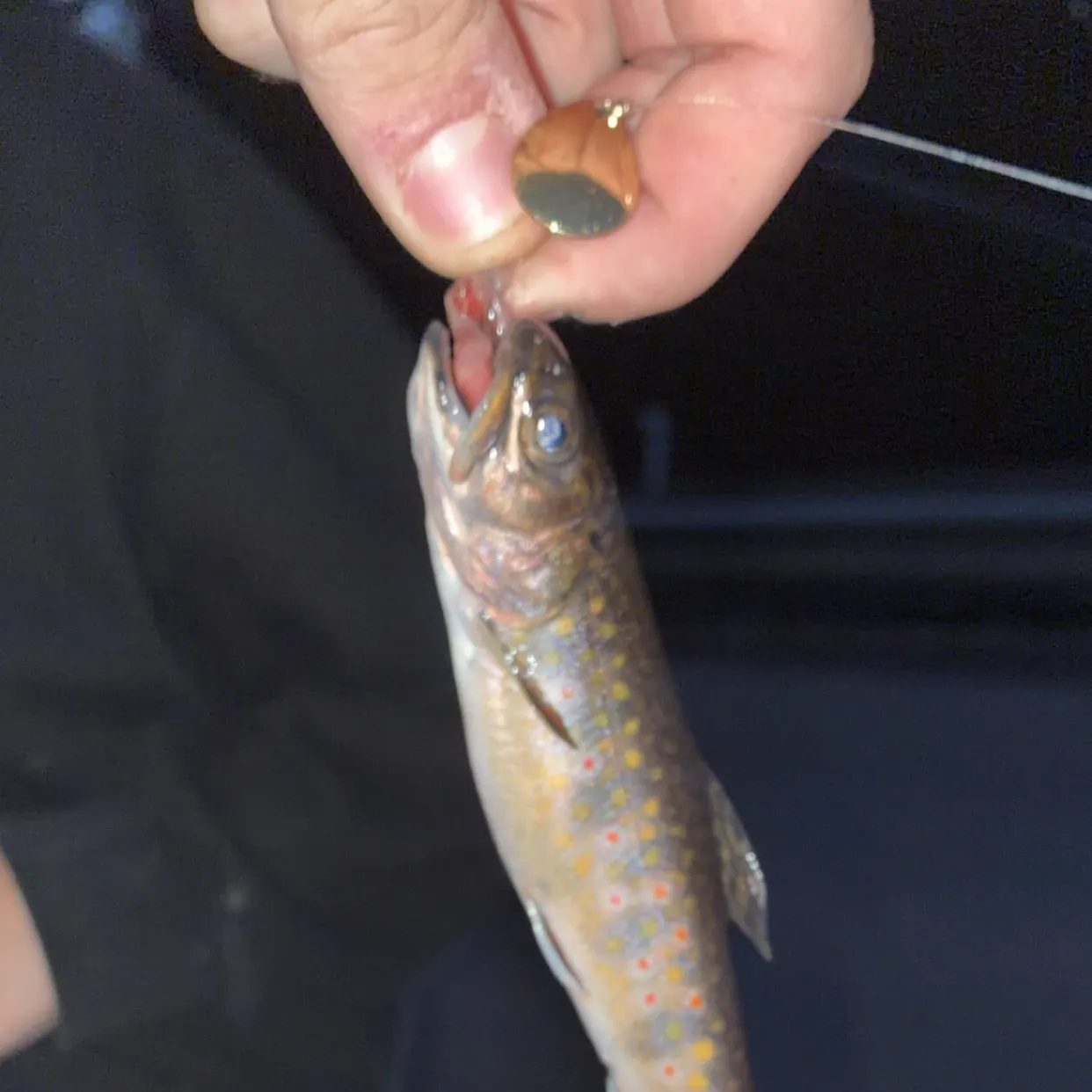 Brook trout caught on Fishbrain