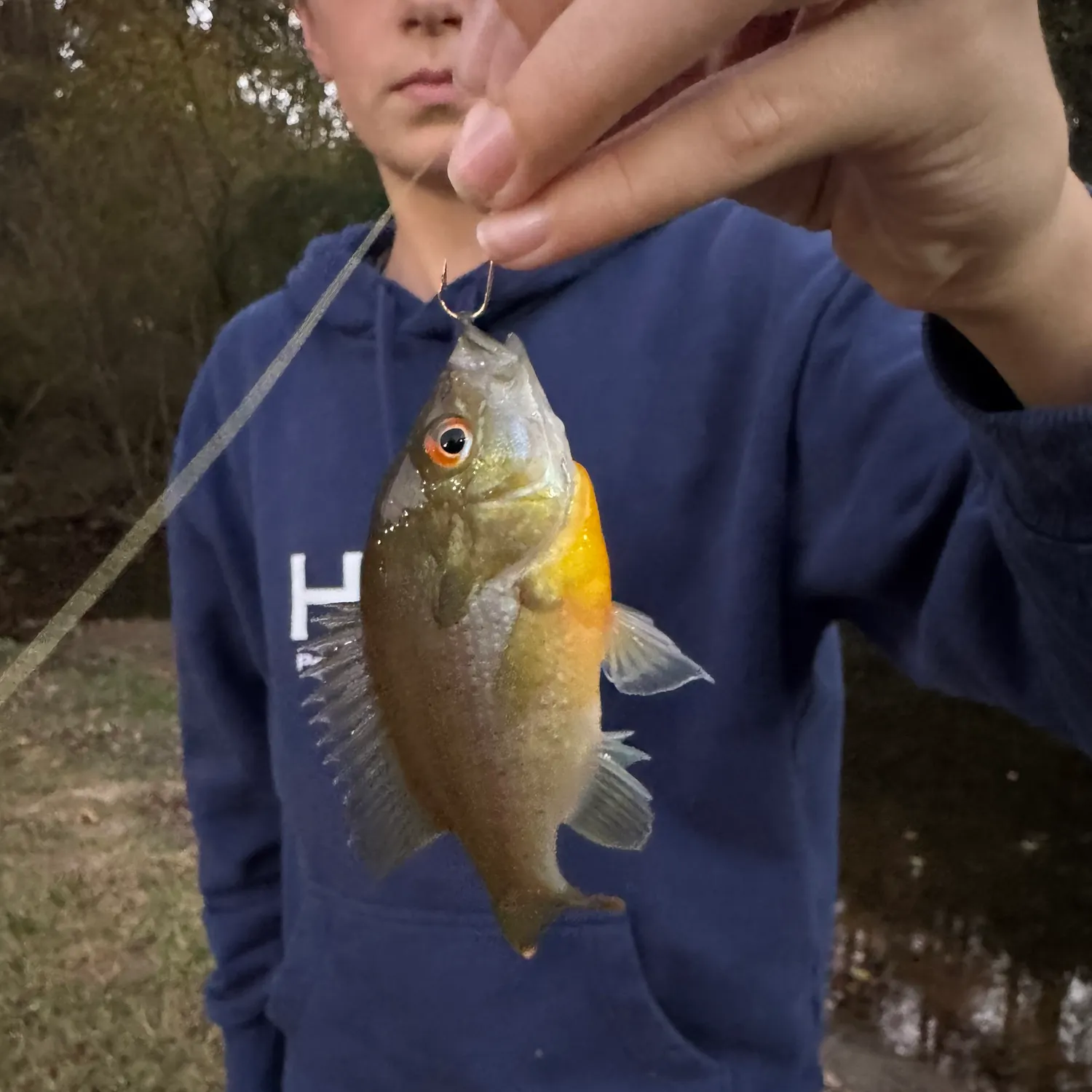 The most recent Redbreast sunfish catches on Fishbrain