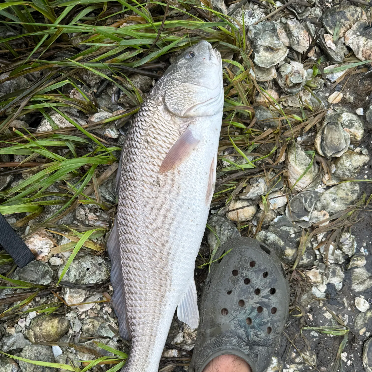 The most recent Red drum catches on Fishbrain