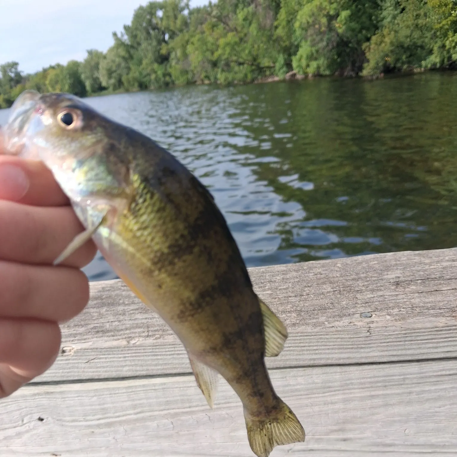 Yellow perch caught on Fishbrain