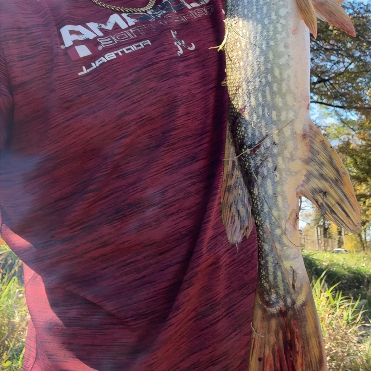 Northern pike caught on Fishbrain