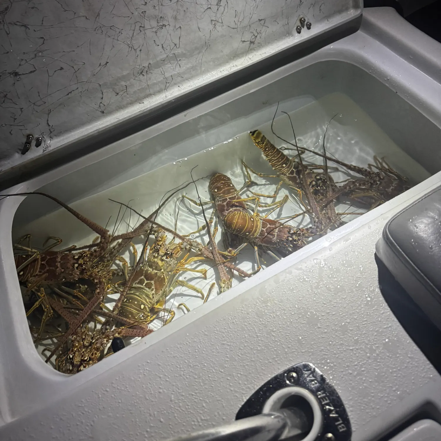 The most recent Caribbean spiny lobster catches on Fishbrain