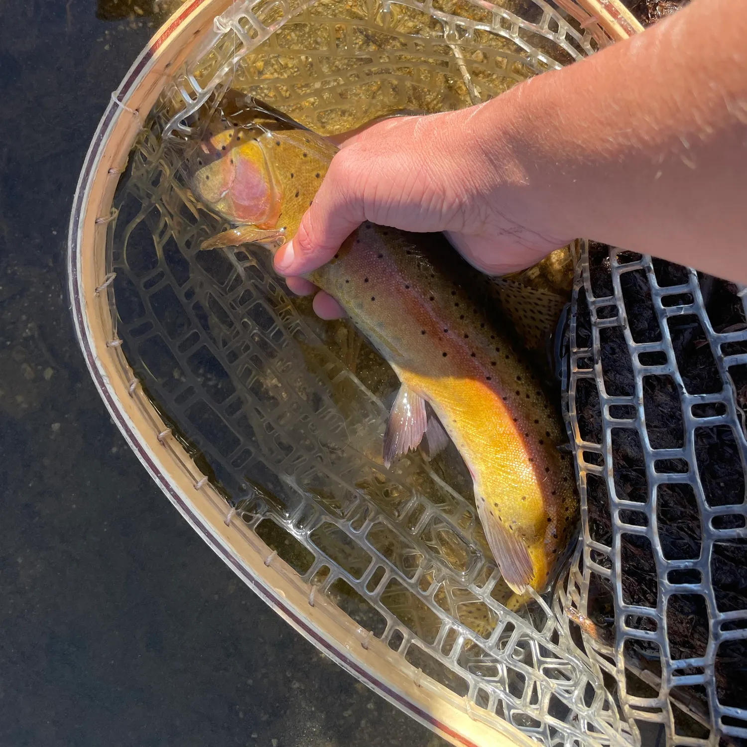 Cutthroat trout caught on Fishbrain