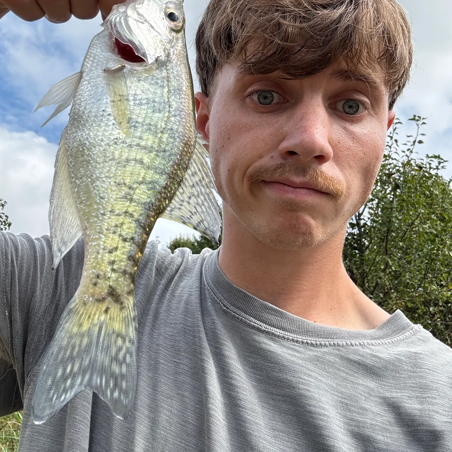 White crappie caught on Fishbrain