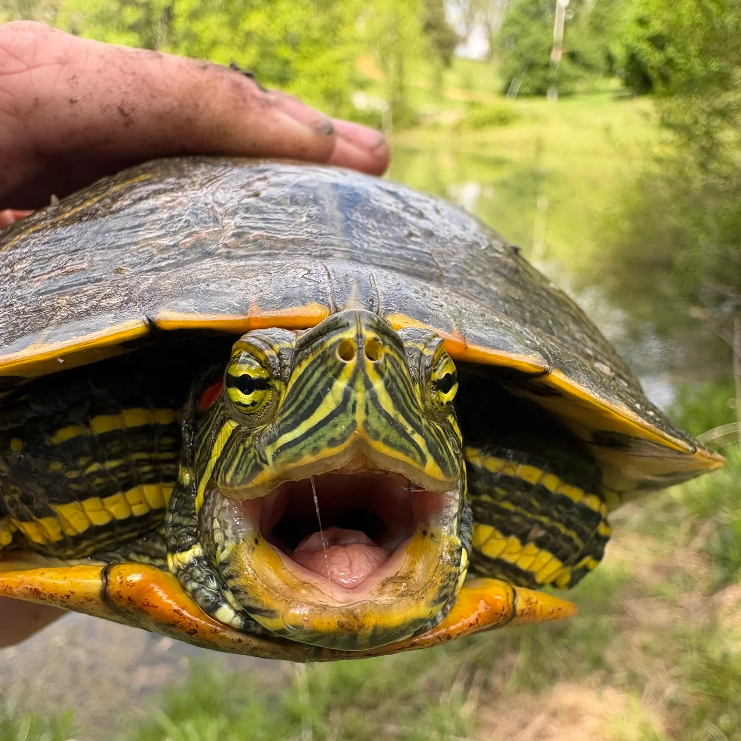 The most recent Pond slider turtle catches on Fishbrain