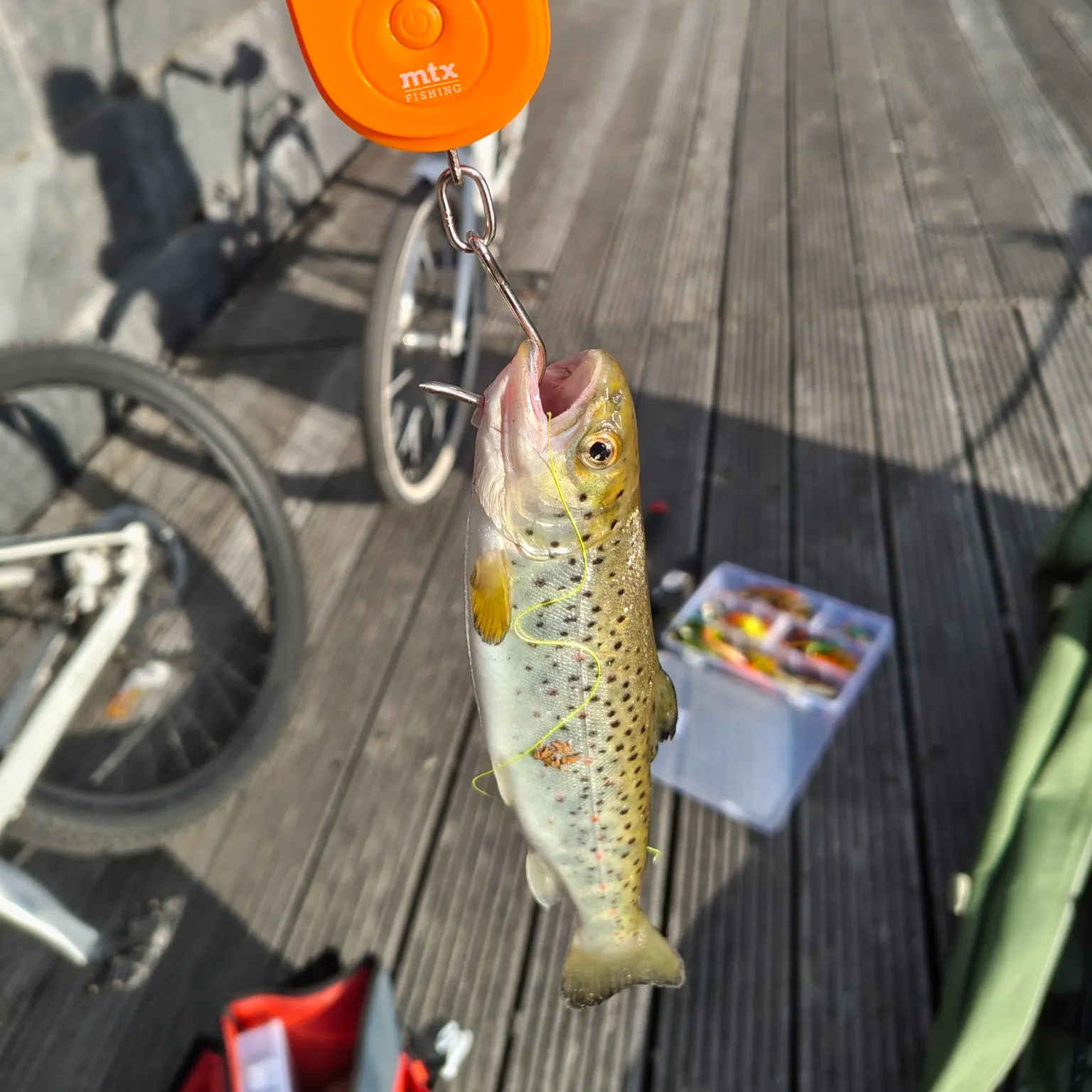 Brown trout caught on Fishbrain