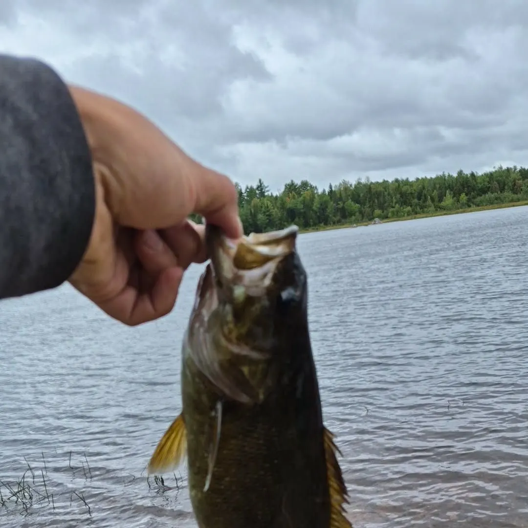 Smallmouth bass caught on Fishbrain