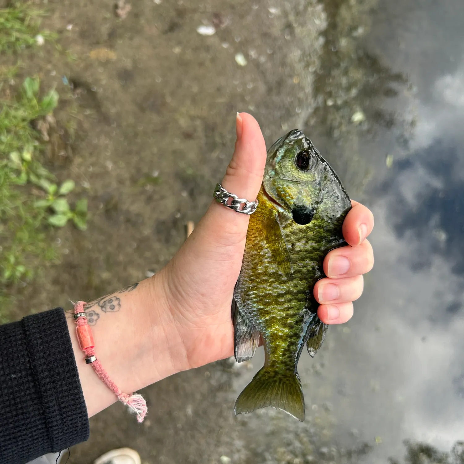 Bluegill caught on Fishbrain