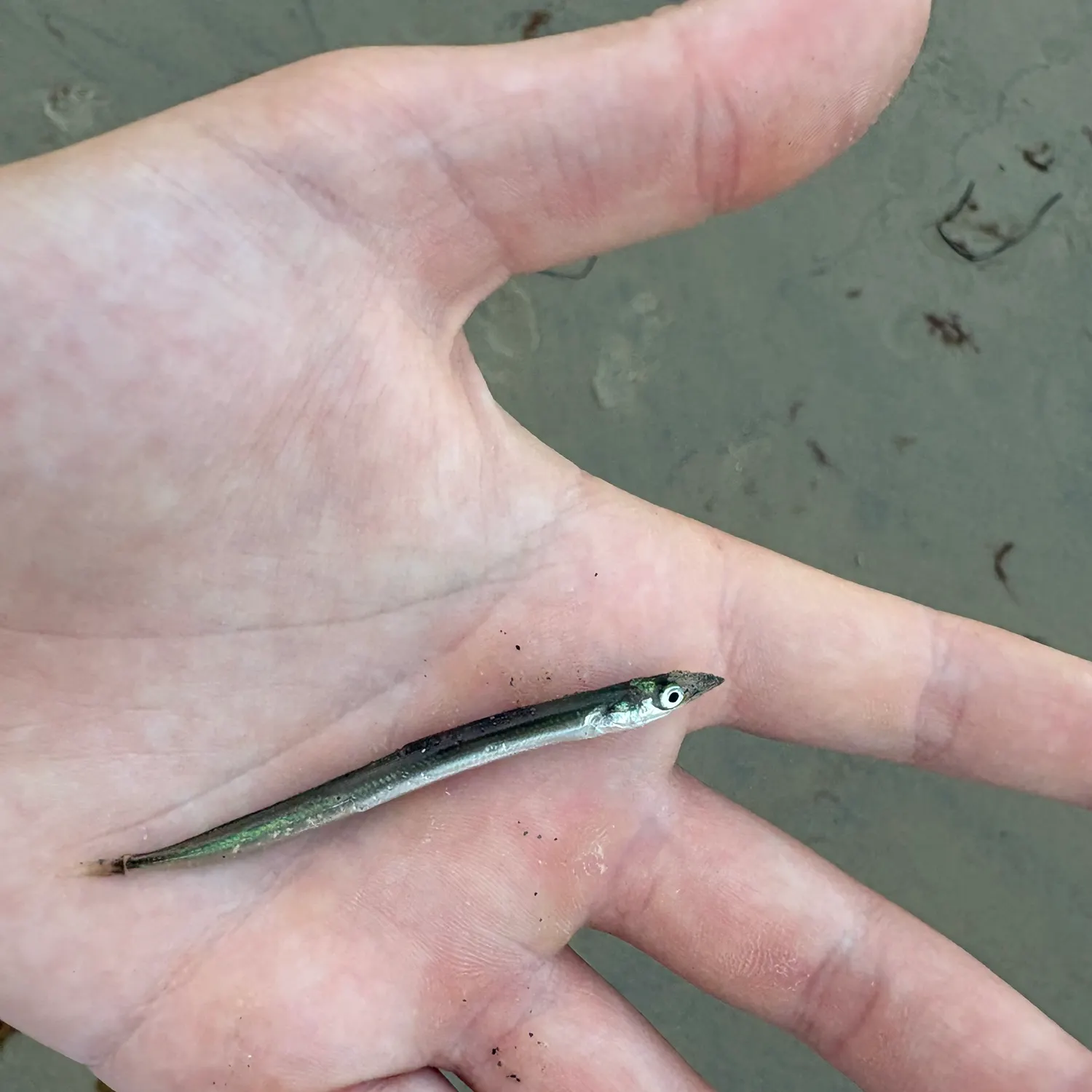 The most recent Stargazing minnow catches on Fishbrain