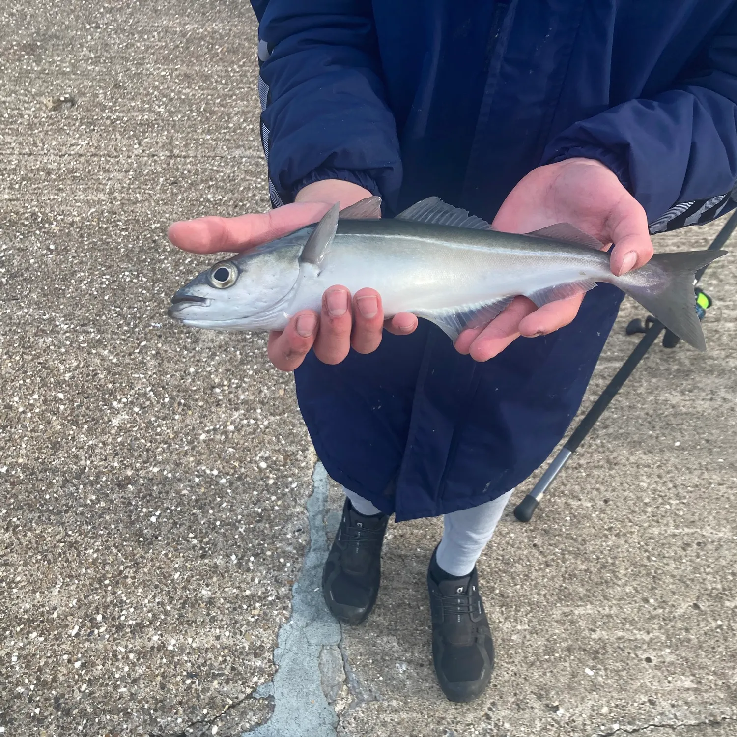 The most recent Whiting catches on Fishbrain