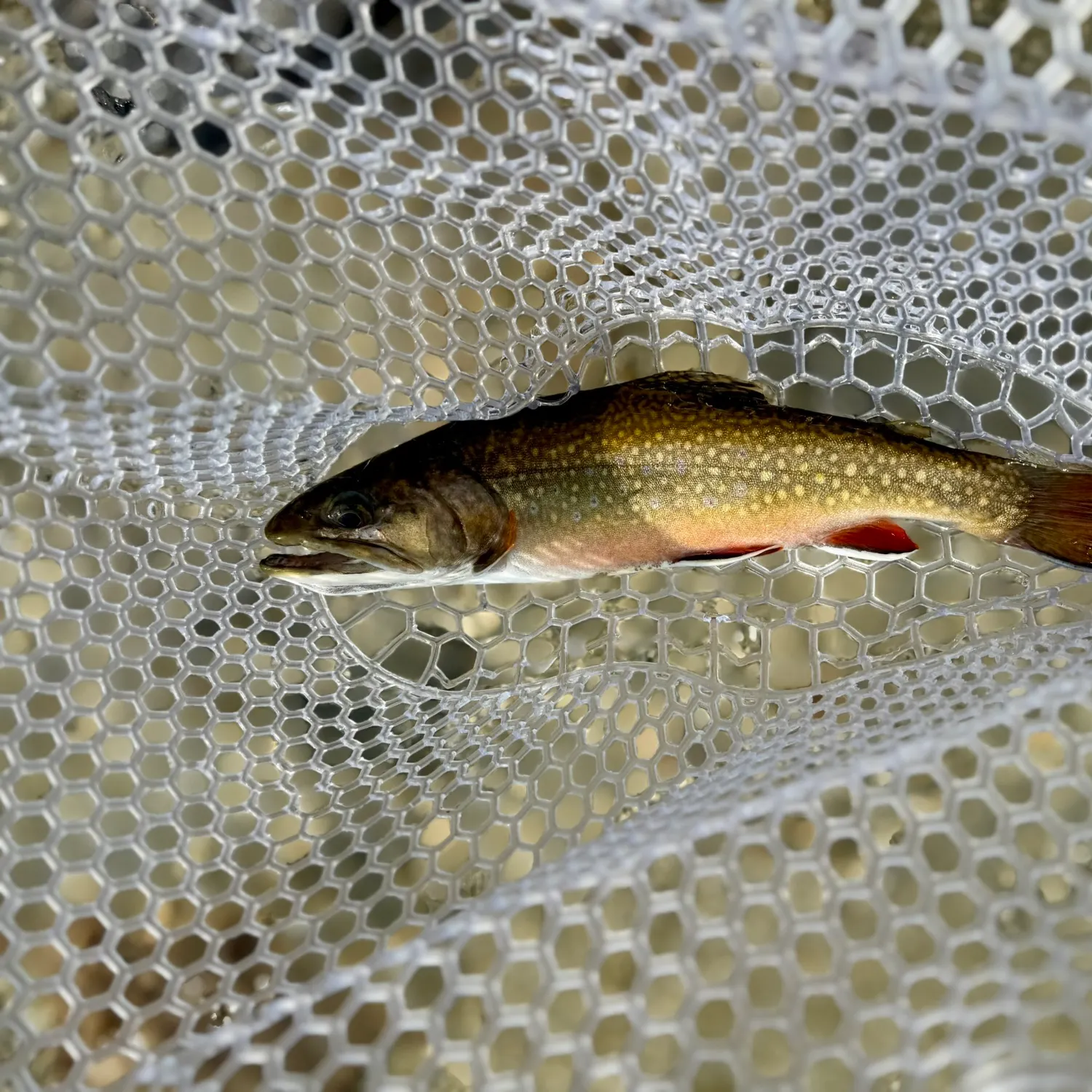 Brook trout caught on Fishbrain