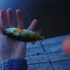 Yellow perch caught on Fishbrain