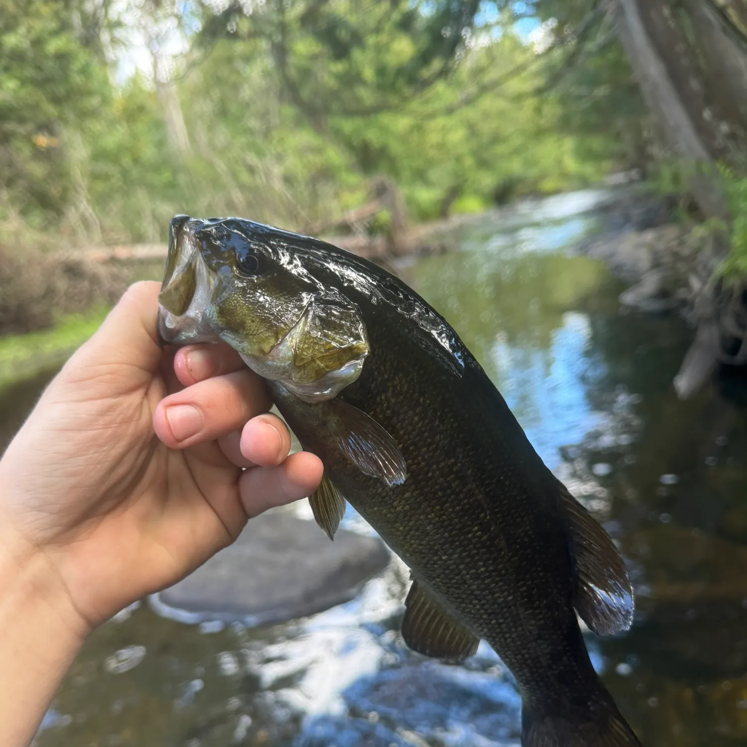 Smallmouth bass caught on Fishbrain