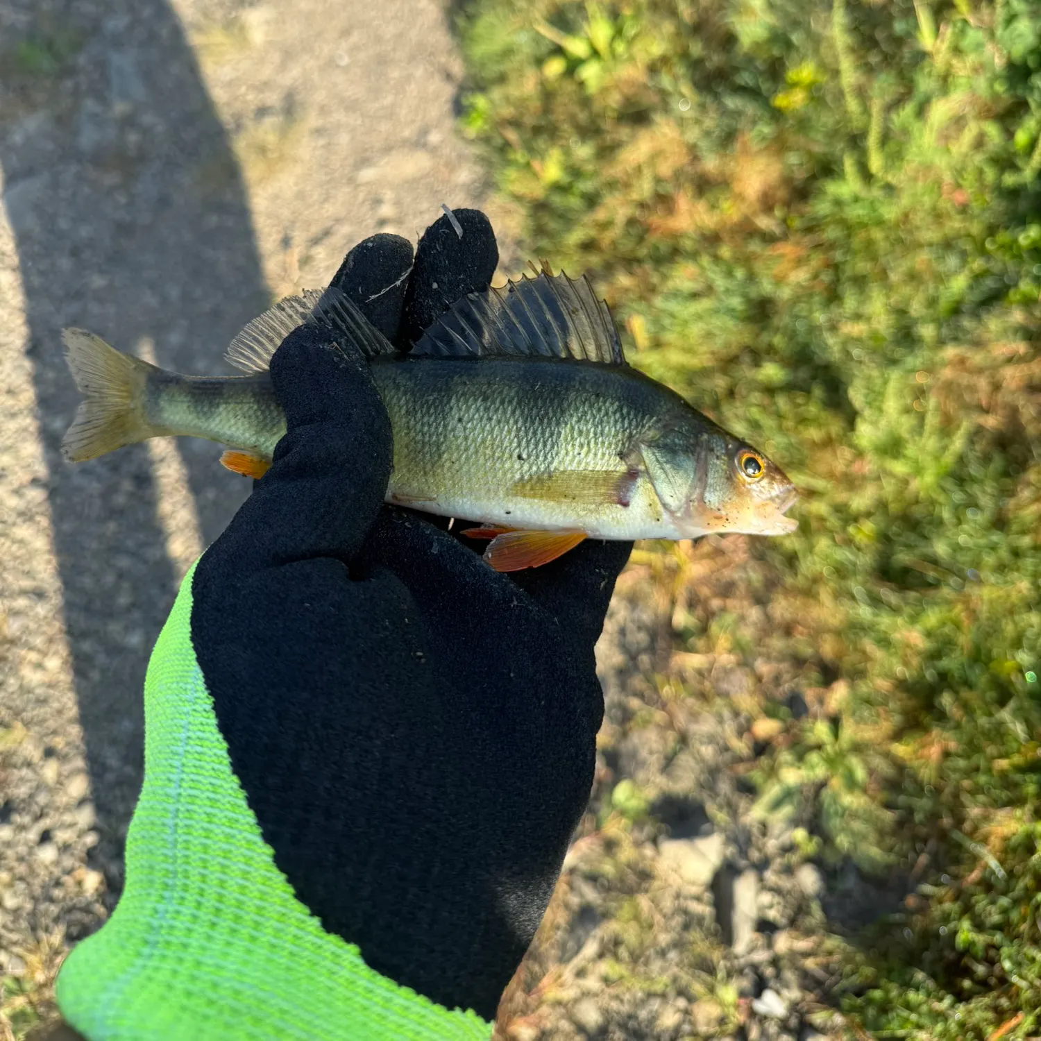 Yellow perch caught on Fishbrain