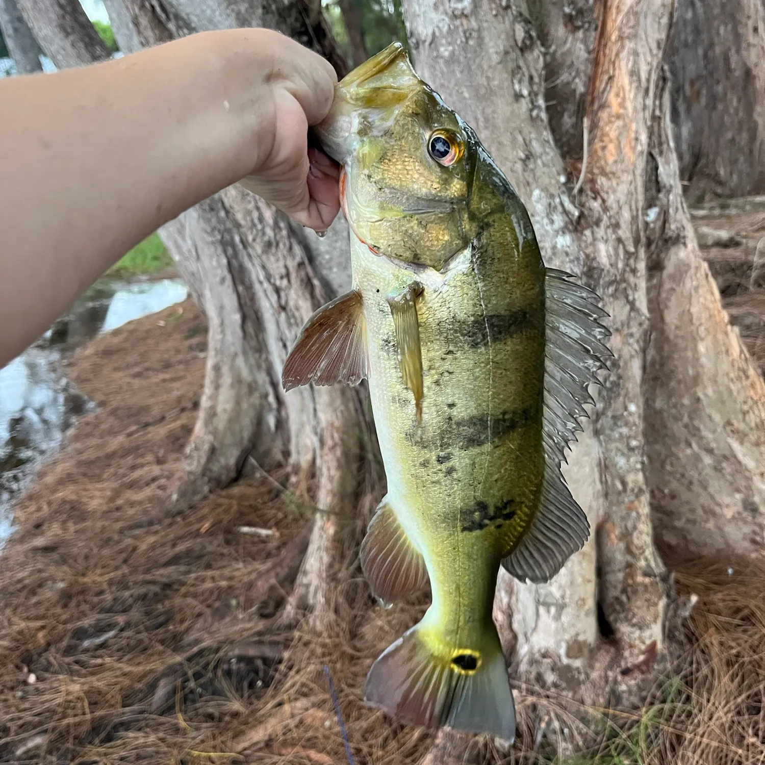 Butterfly peacock bass caught on Fishbrain