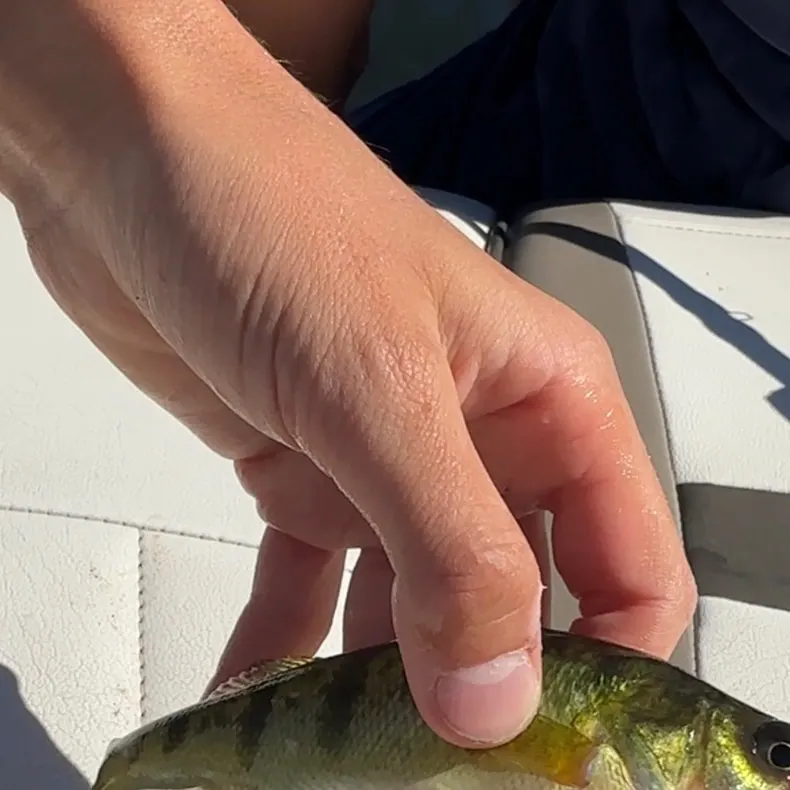 Yellow perch caught on Fishbrain