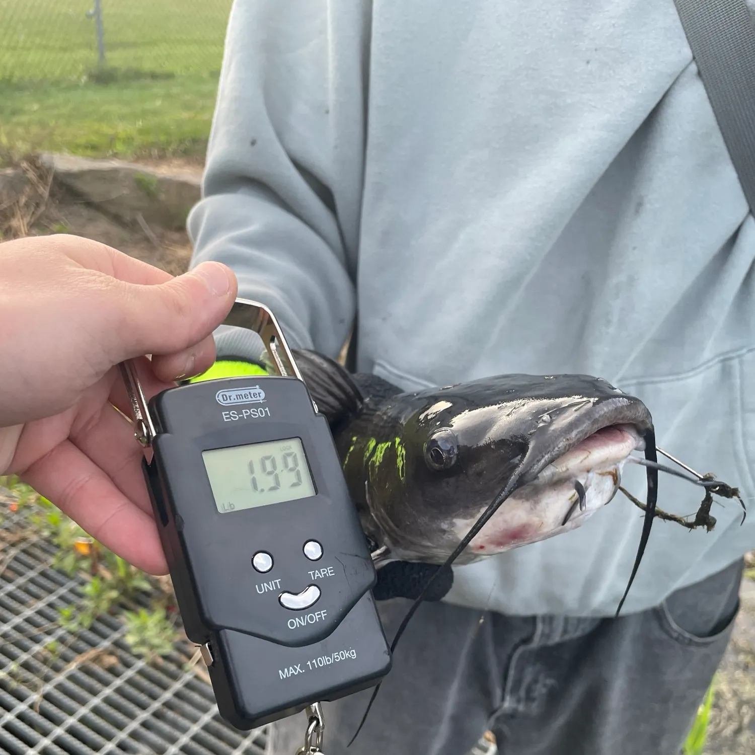 Channel catfish caught on Fishbrain