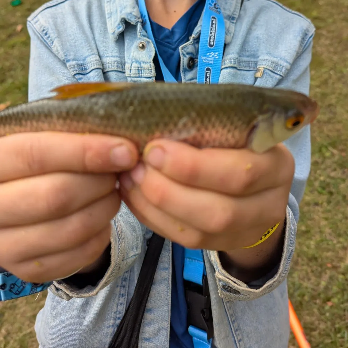 Common roach caught on Fishbrain