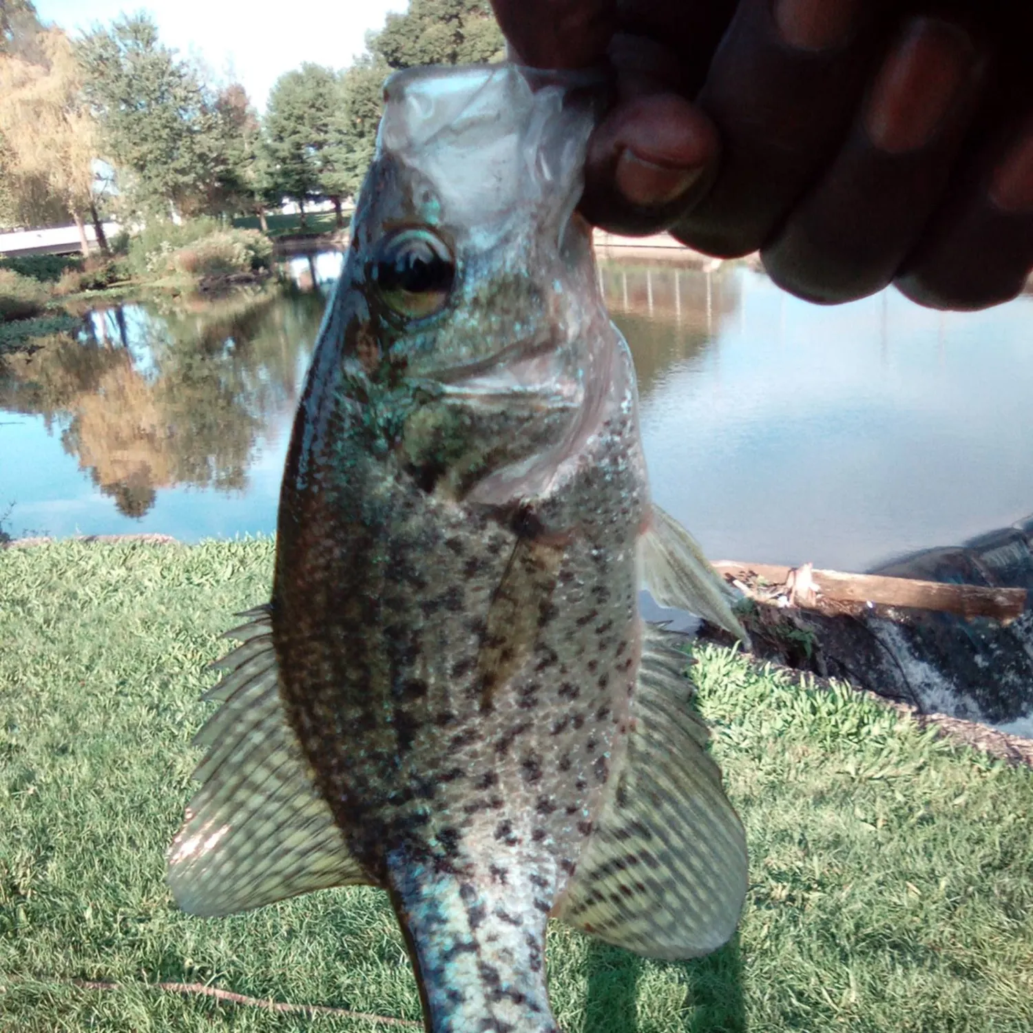 Black crappie caught on Fishbrain