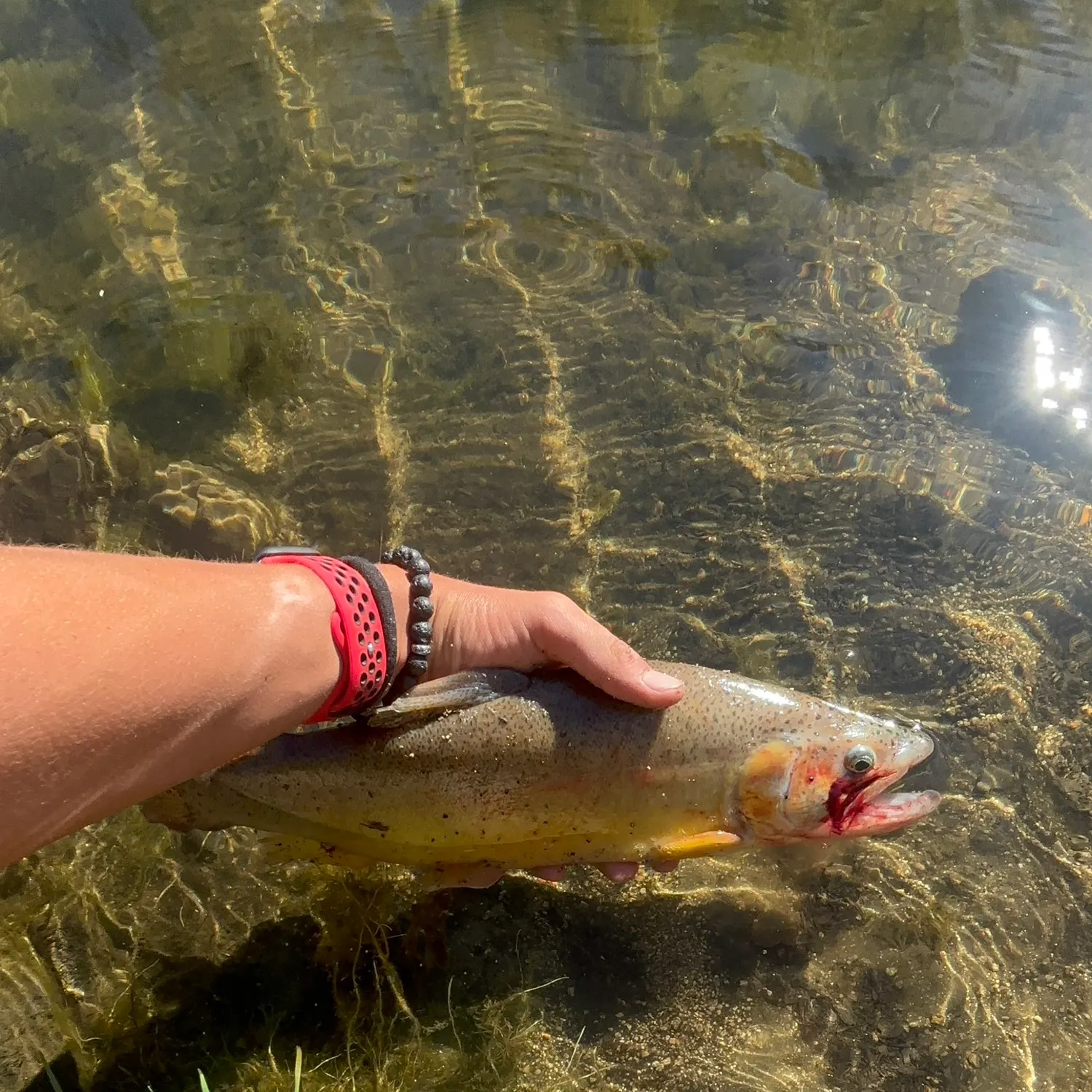 The most recent Gila trout catches on Fishbrain