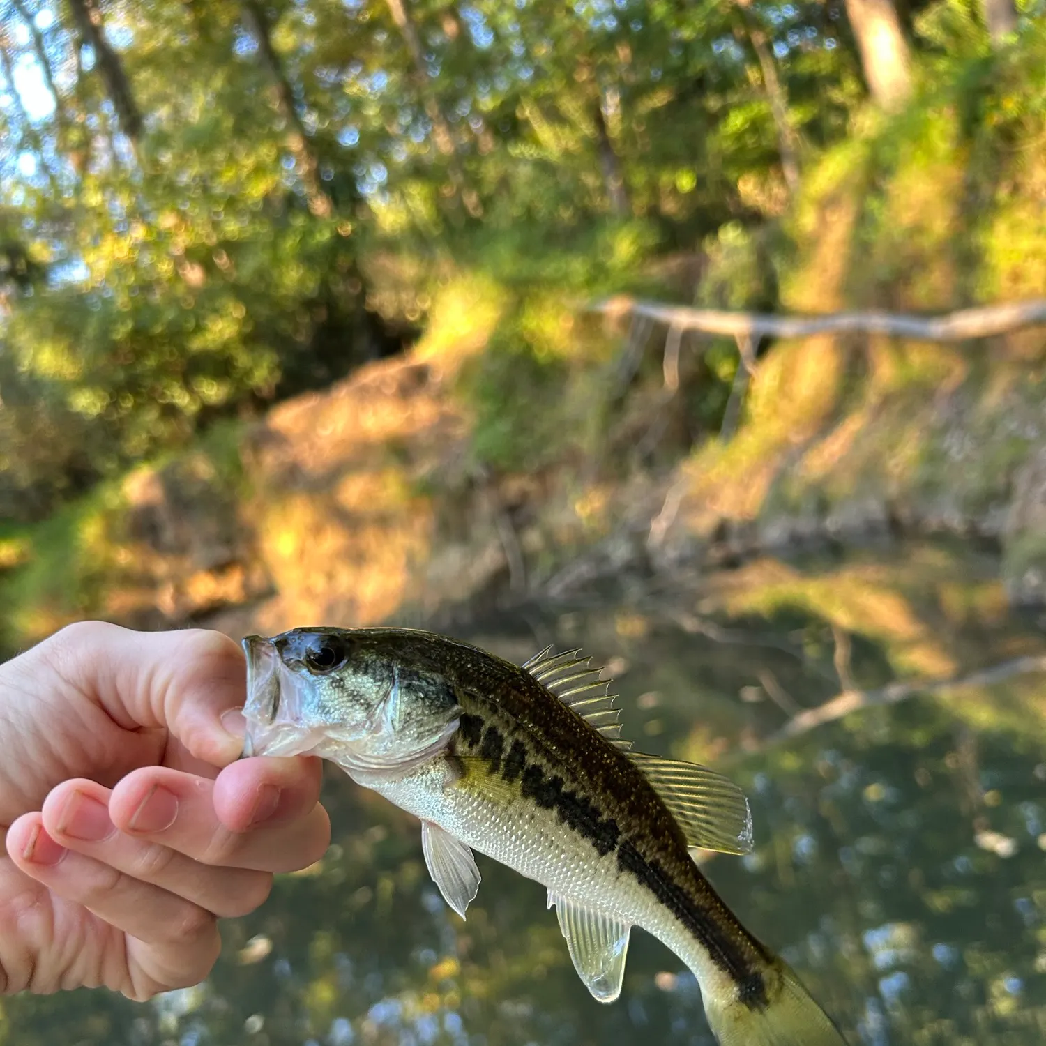 Spotted bass caught on Fishbrain