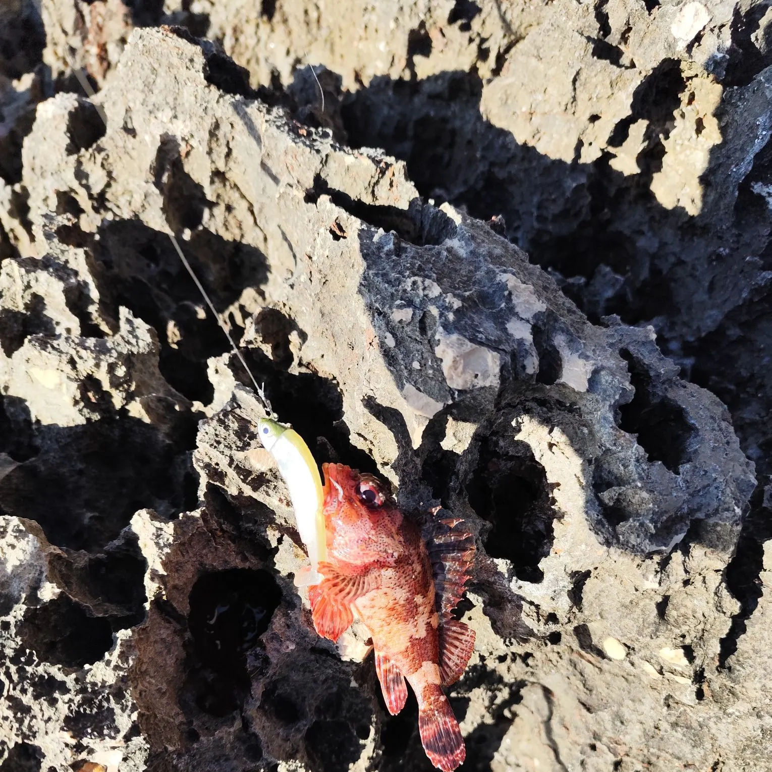 The most recent Madeira rockfish catches on Fishbrain