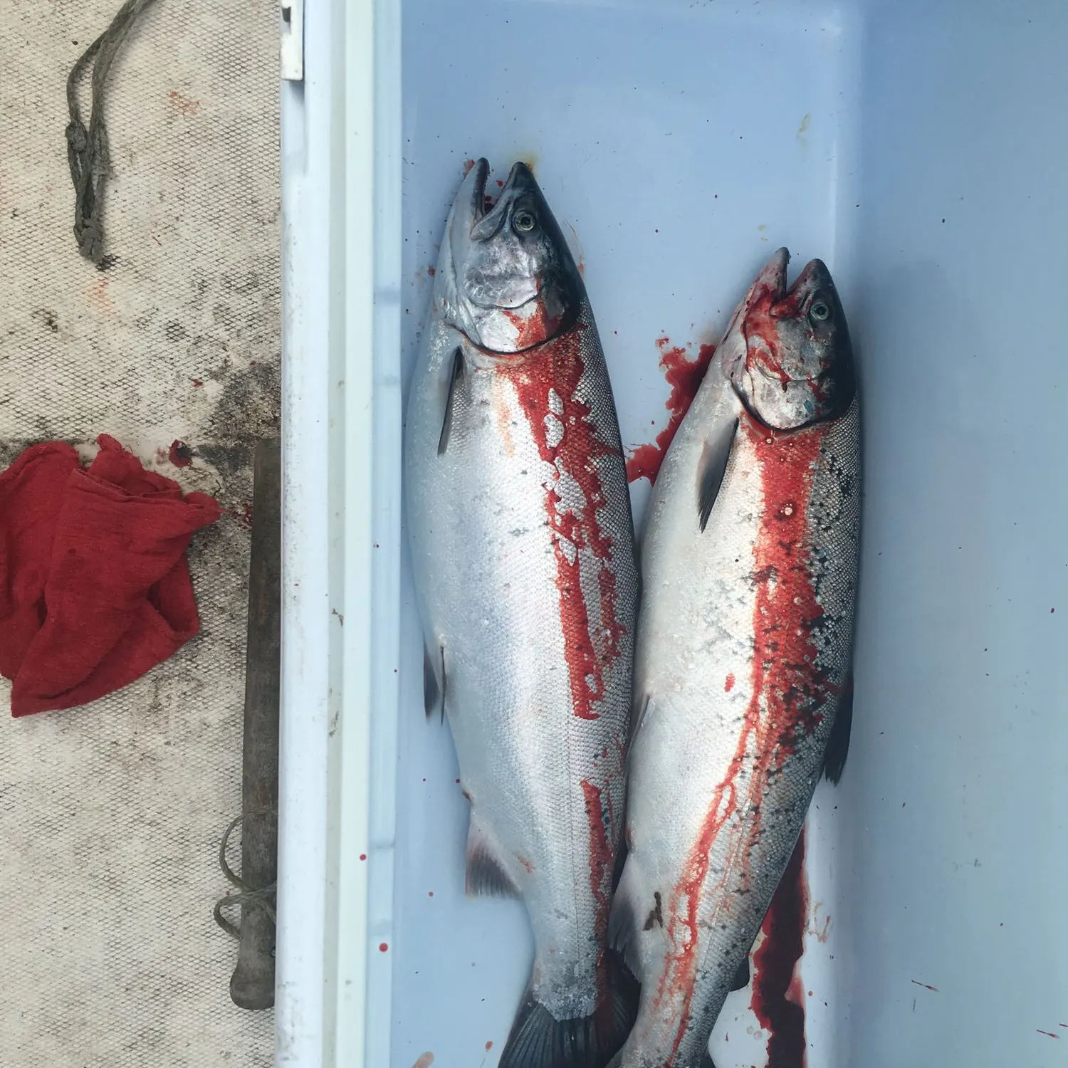 recently logged catches