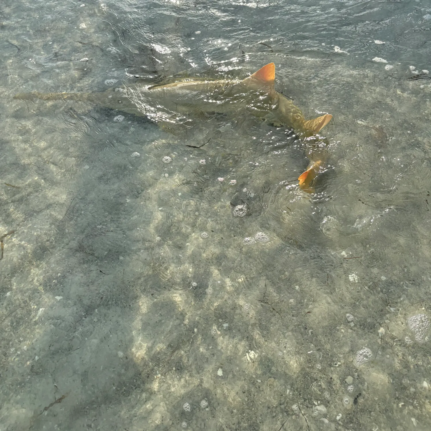 The most recent Smalltooth sawfish catches on Fishbrain