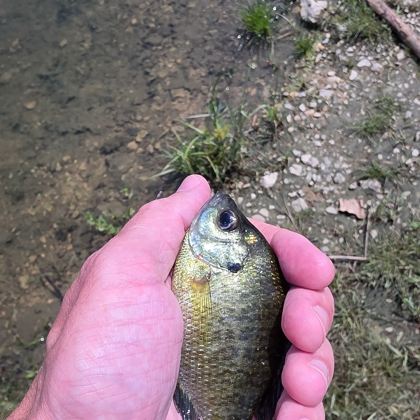Bluegill caught on Fishbrain