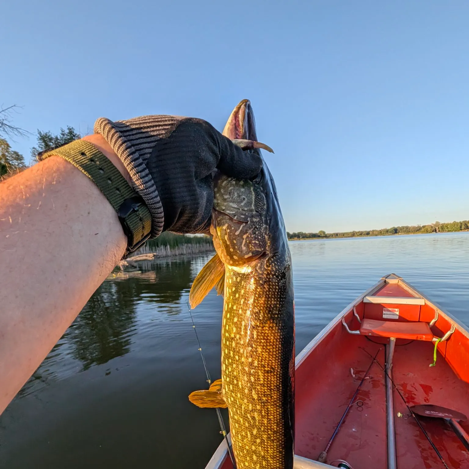 Northern pike caught on Fishbrain