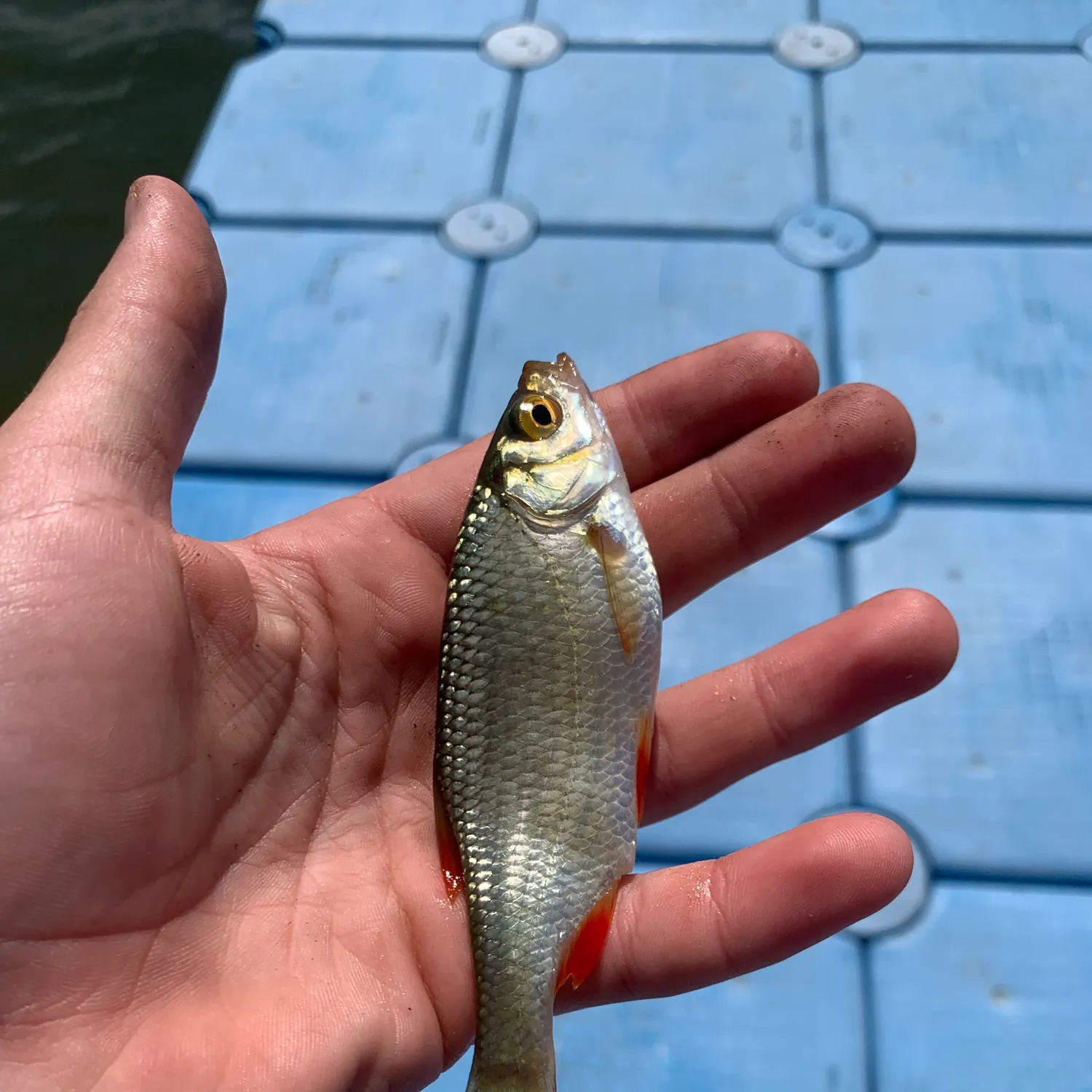 Common roach caught on Fishbrain
