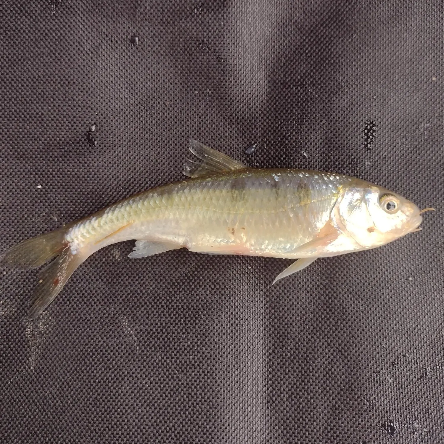 Common shiner caught on Fishbrain
