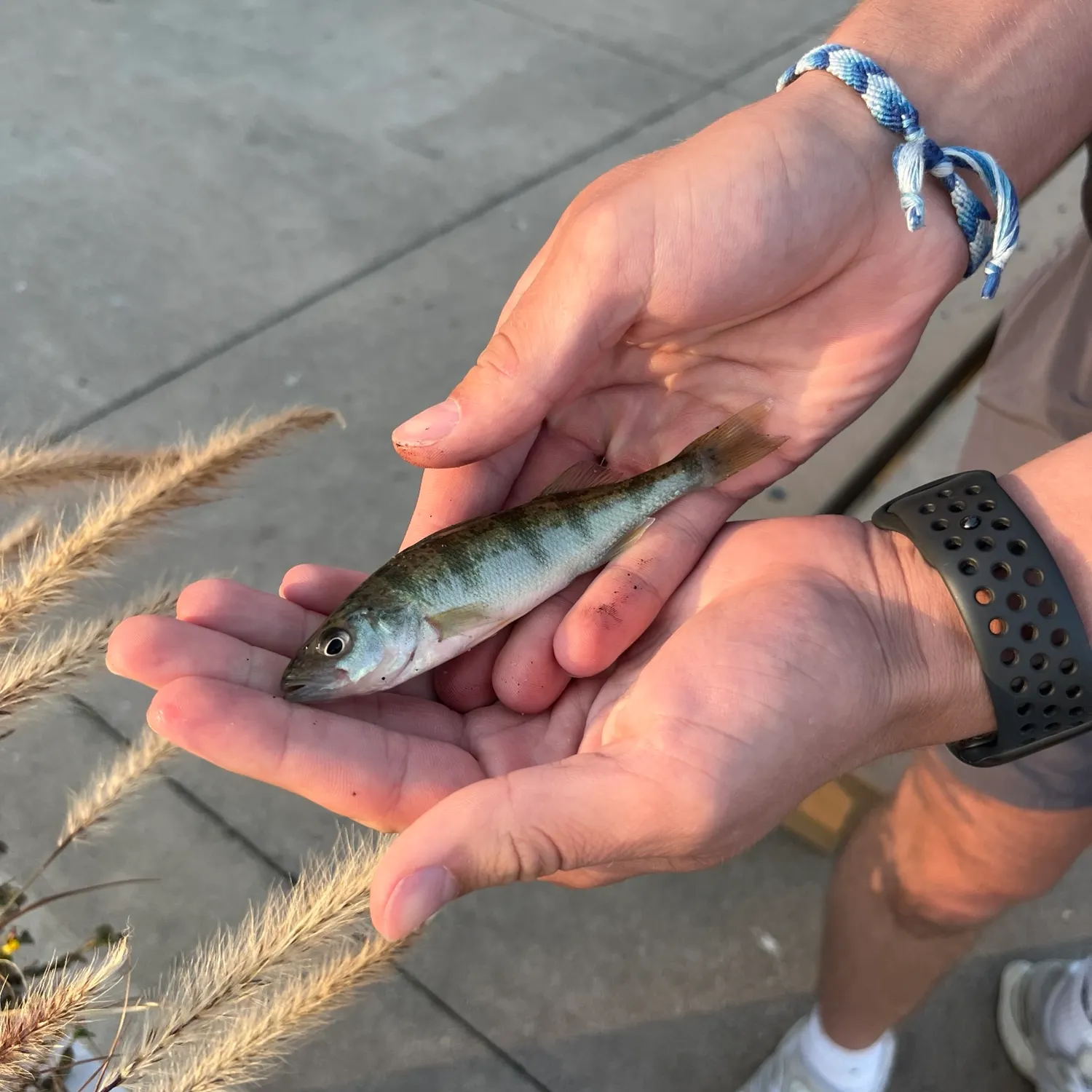 Yellow perch caught on Fishbrain