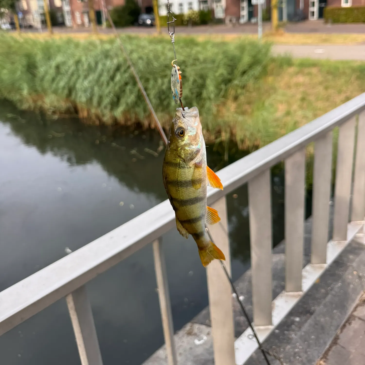European perch caught on Fishbrain