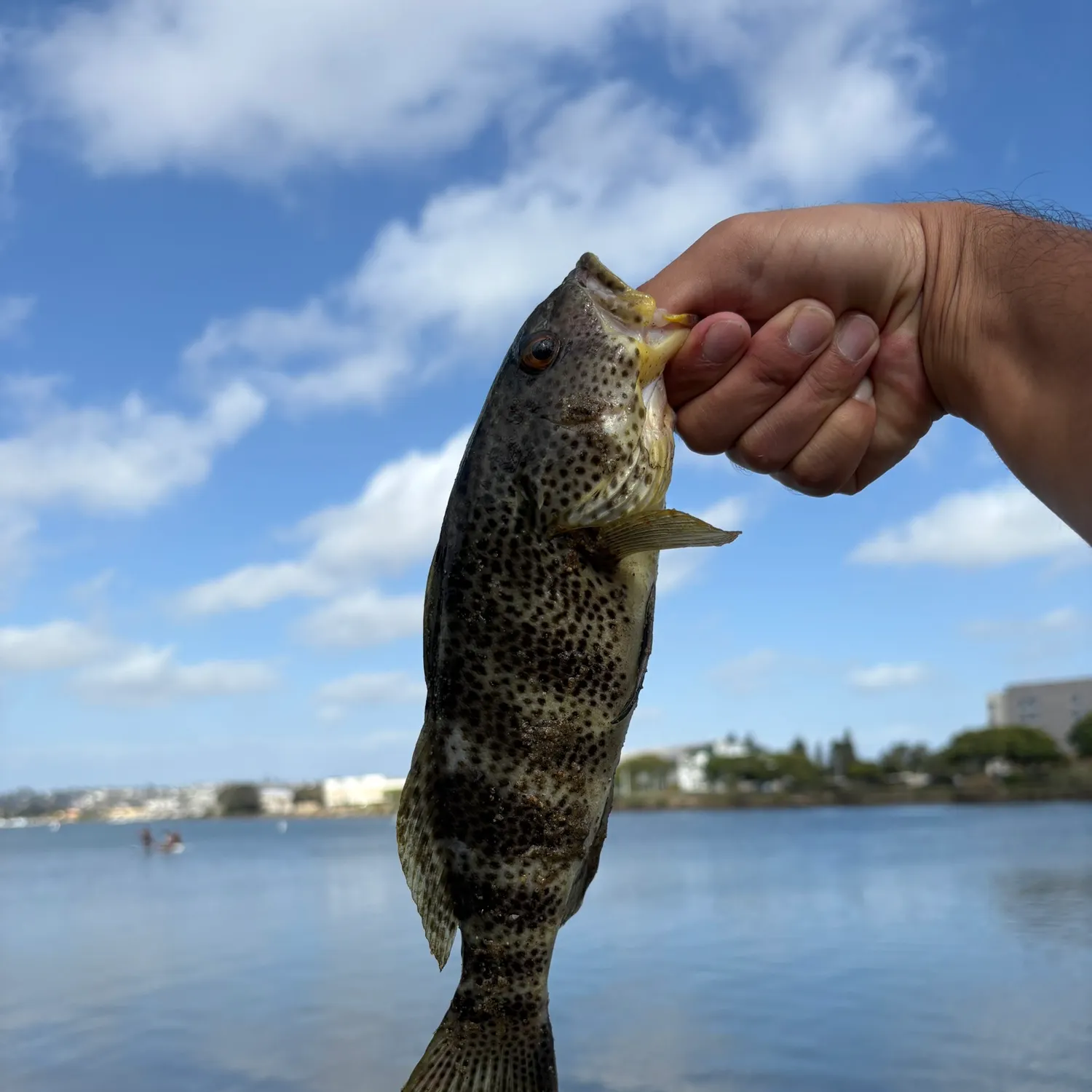 Spotted sand bass caught on Fishbrain