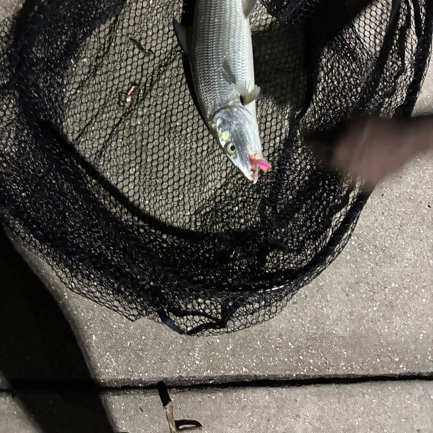 The most recent West Atlantic bonefish catches on Fishbrain