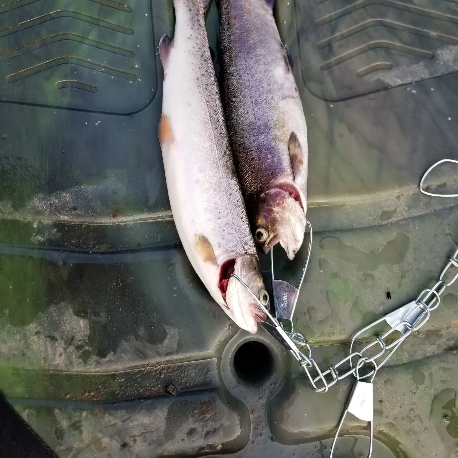 recently logged catches