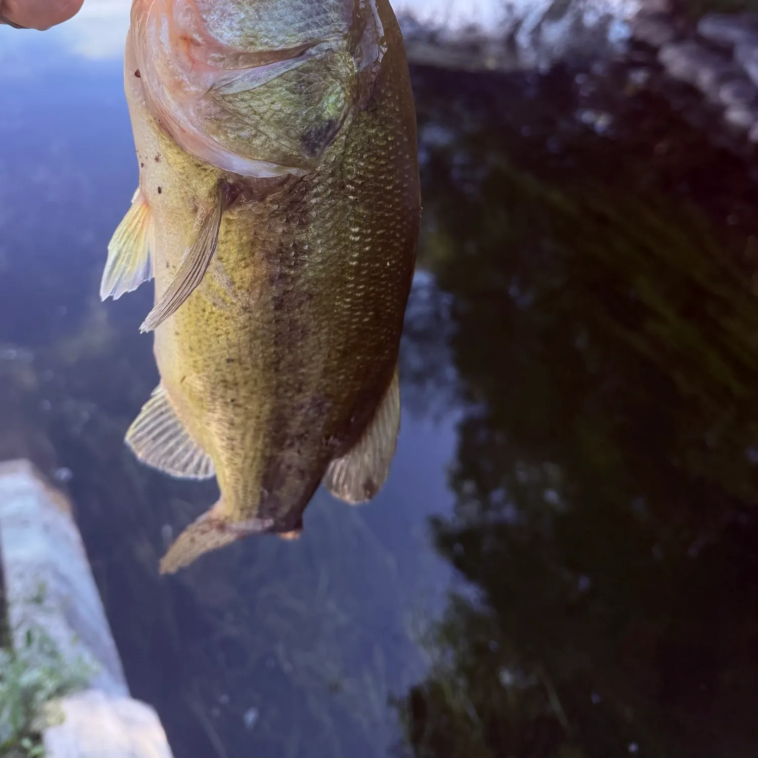 Largemouth bass caught on Fishbrain