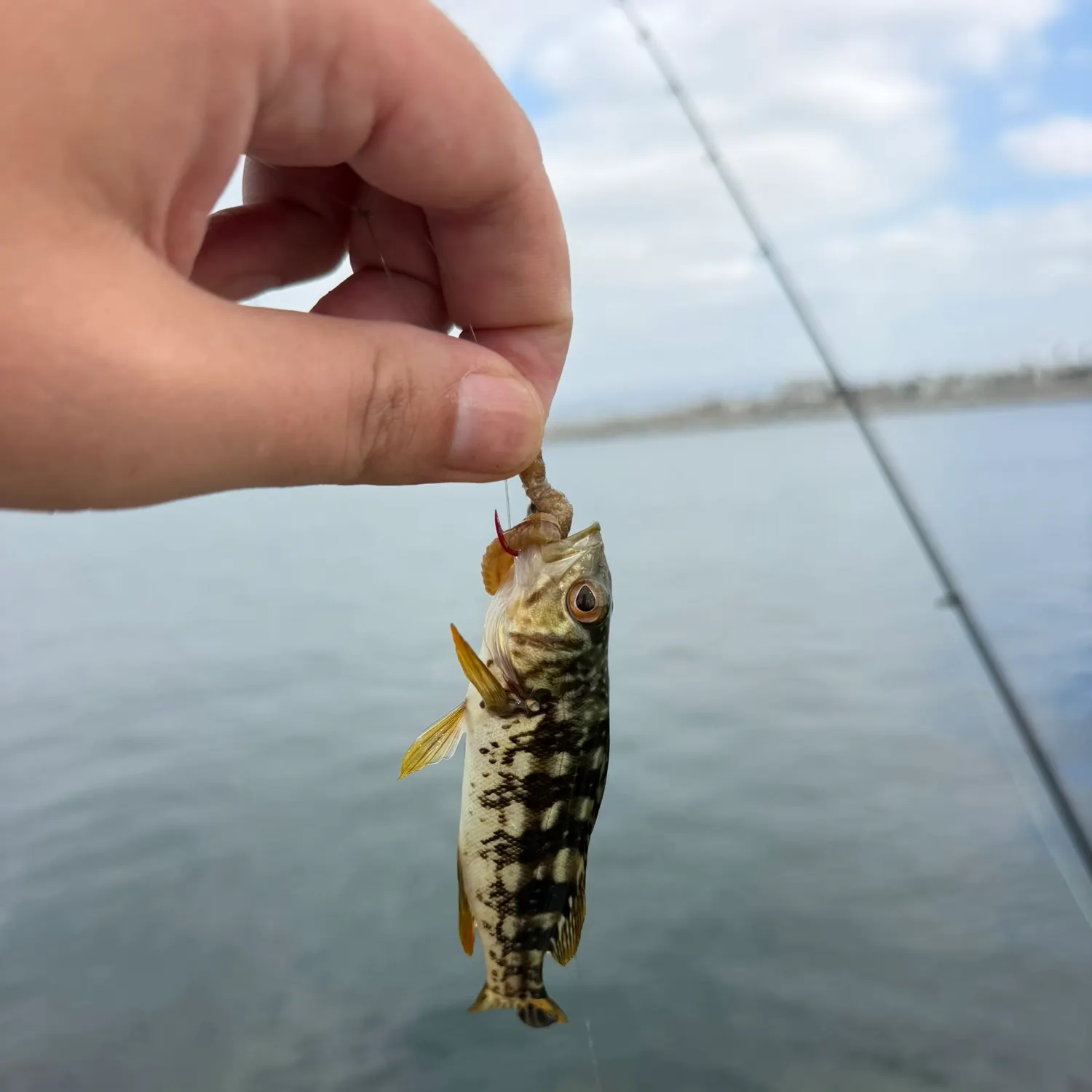 Kelp bass caught on Fishbrain