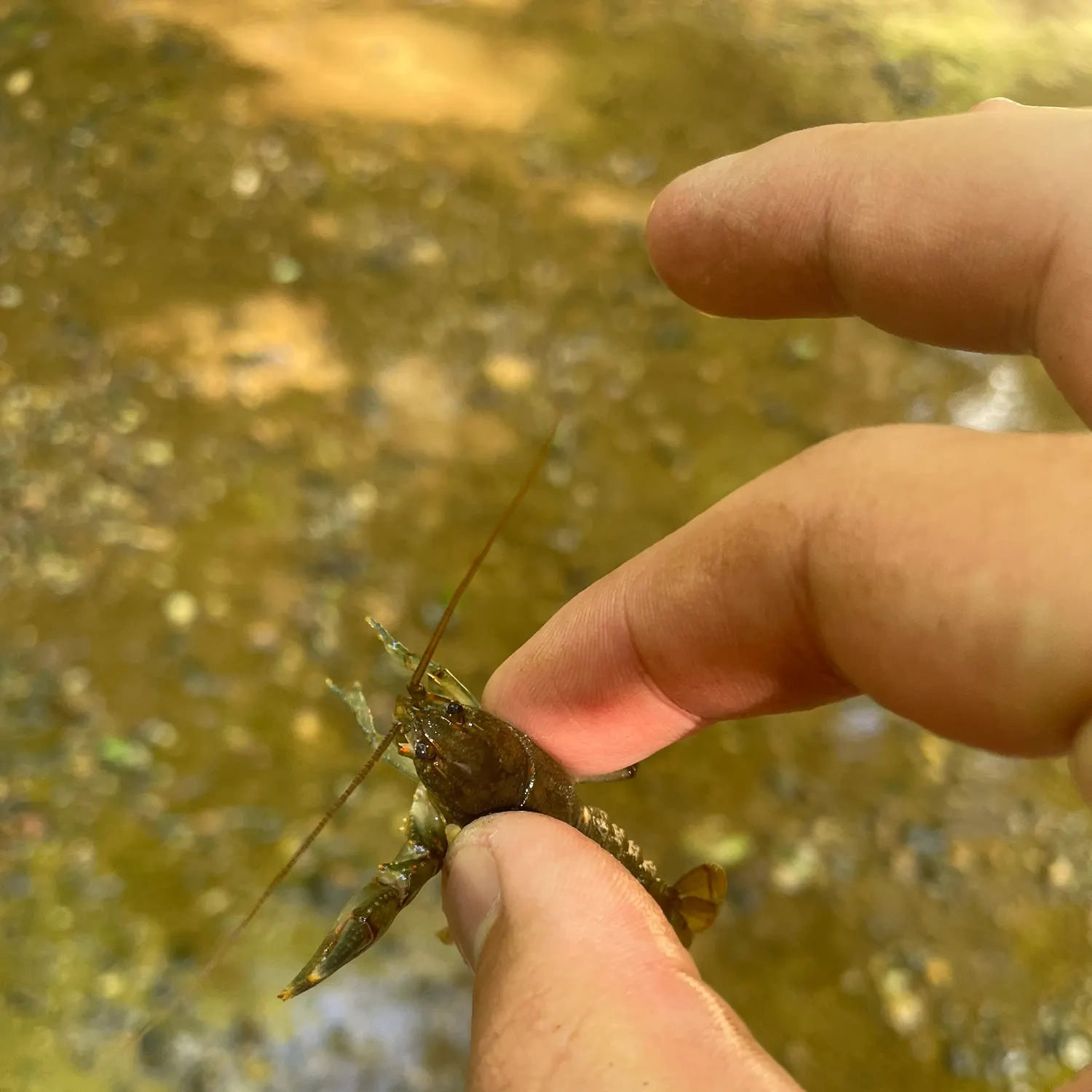The most recent Northern clearwater crayfish catches on Fishbrain