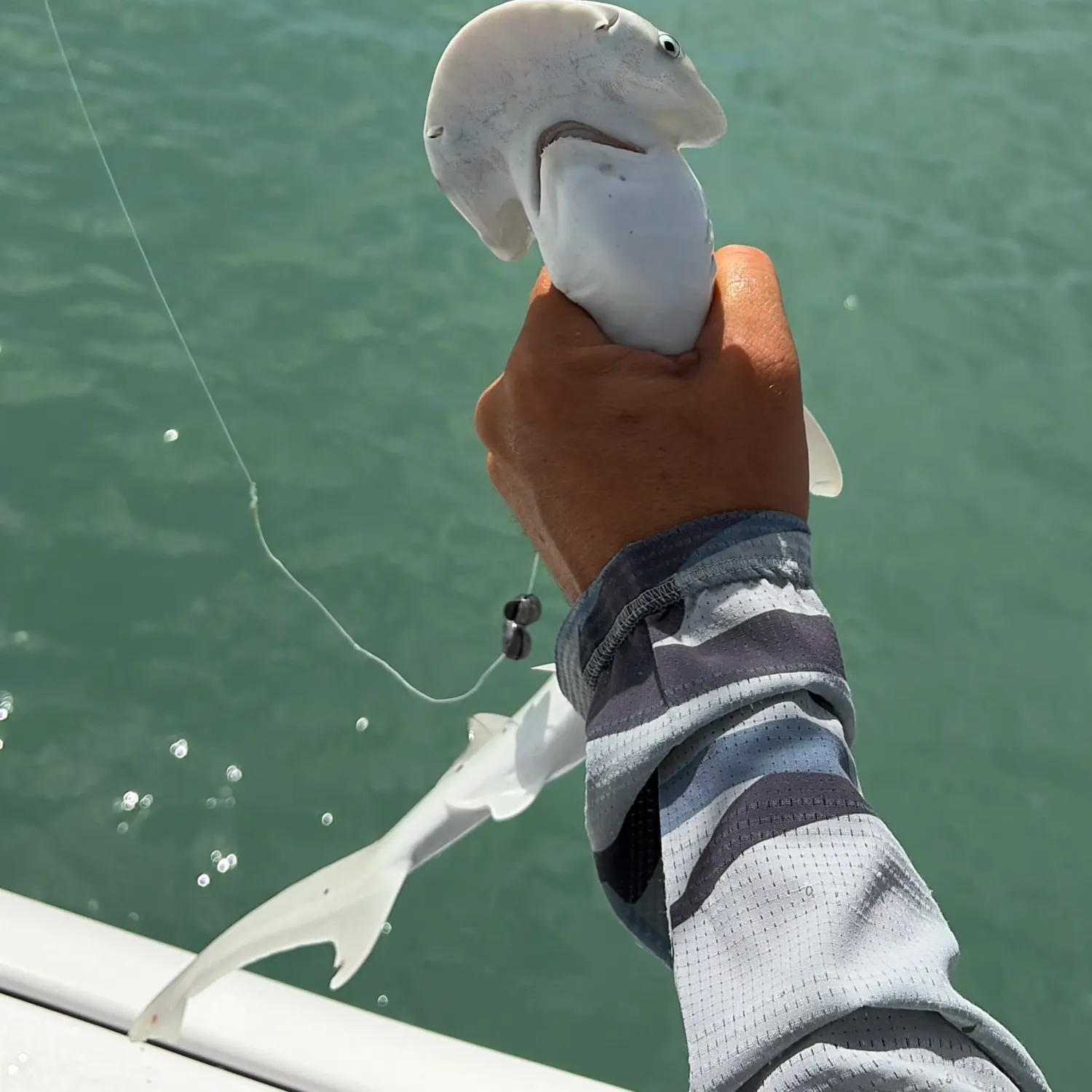 The most recent Great hammerhead shark catches on Fishbrain