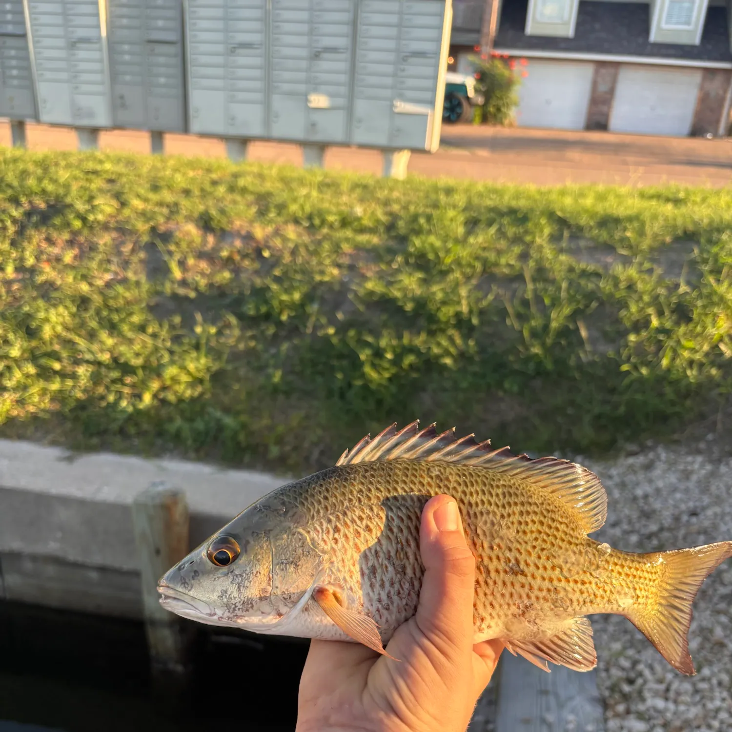 Mangrove snapper caught on Fishbrain