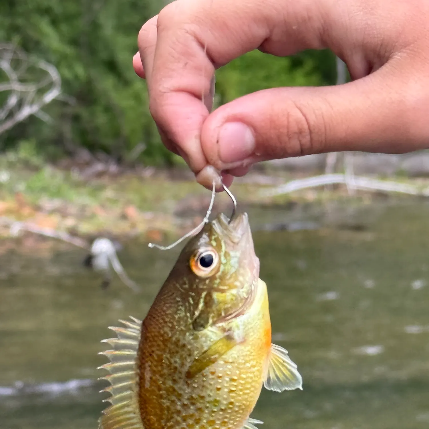 The most recent Warmouth catches on Fishbrain