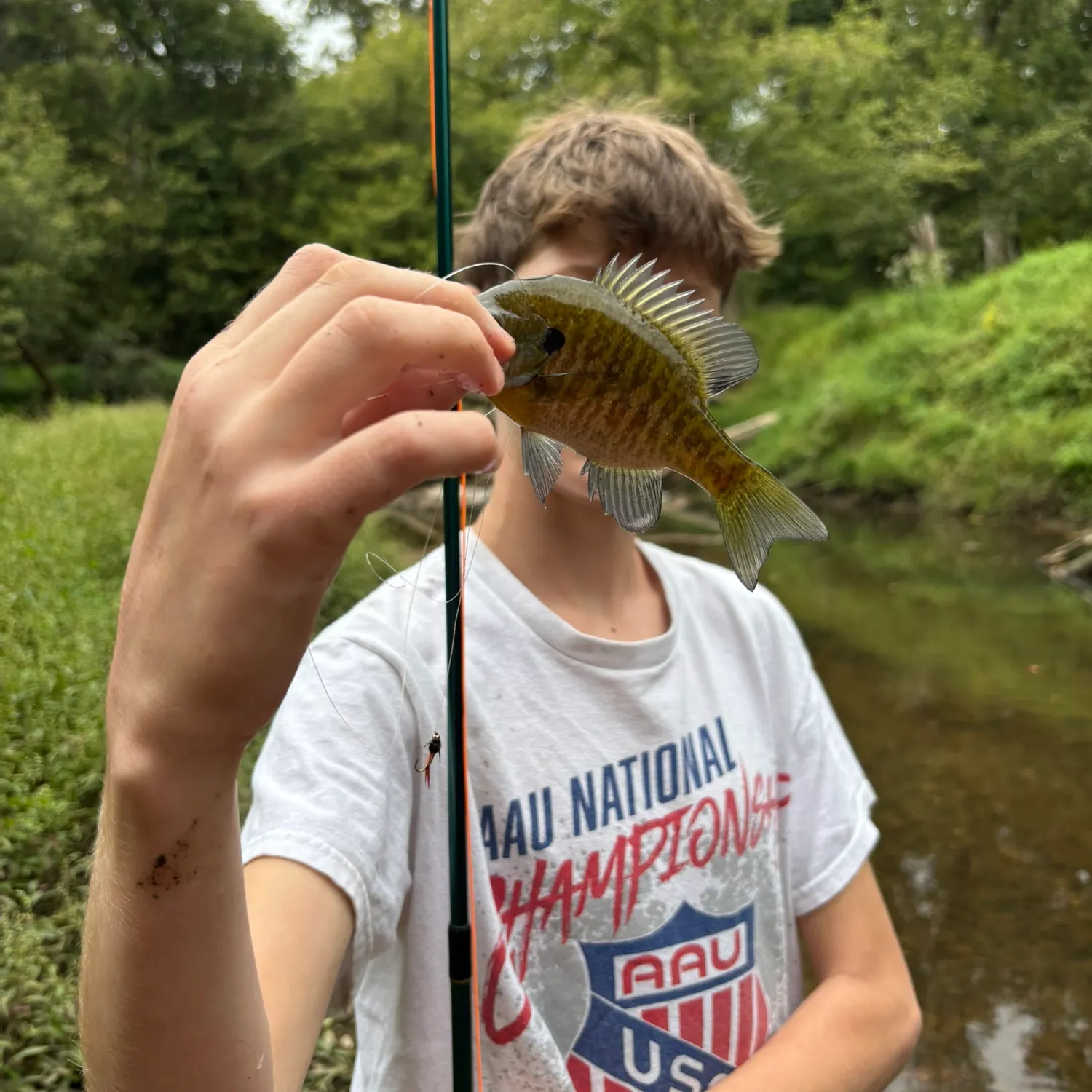 Bluegill caught on Fishbrain