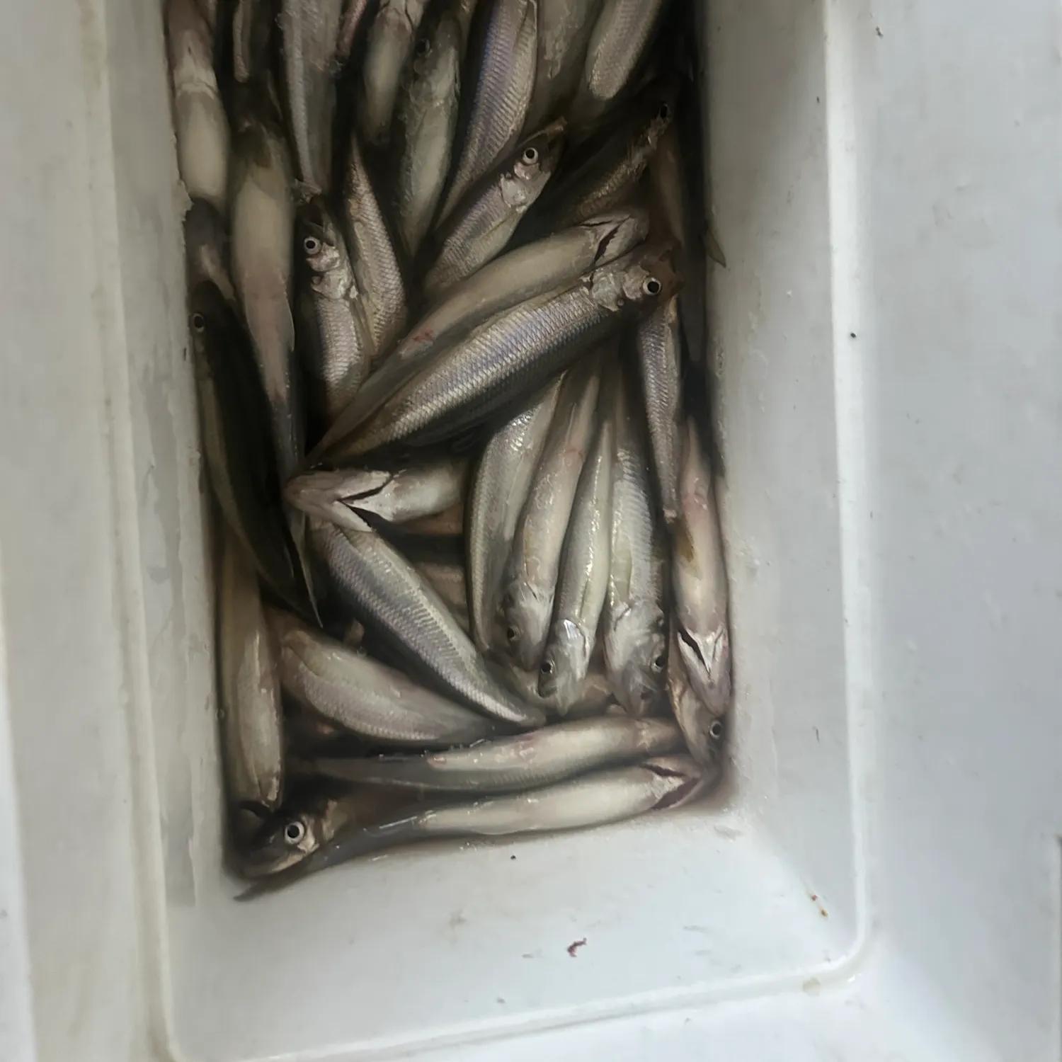 The most popular recent Pacific rainbow smelt catch on Fishbrain