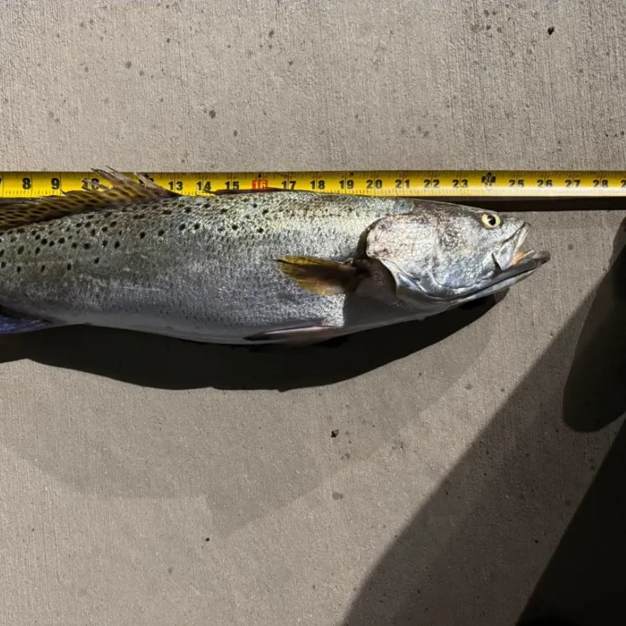Spotted seatrout caught on Fishbrain