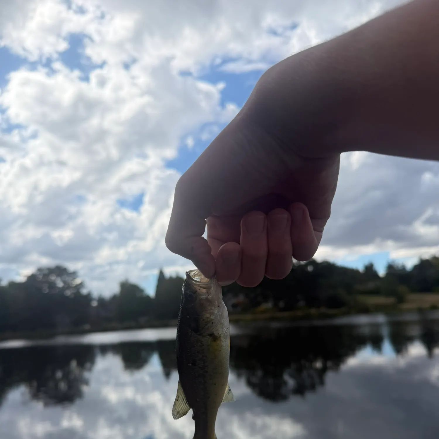 Fish caught on Fishbrain
