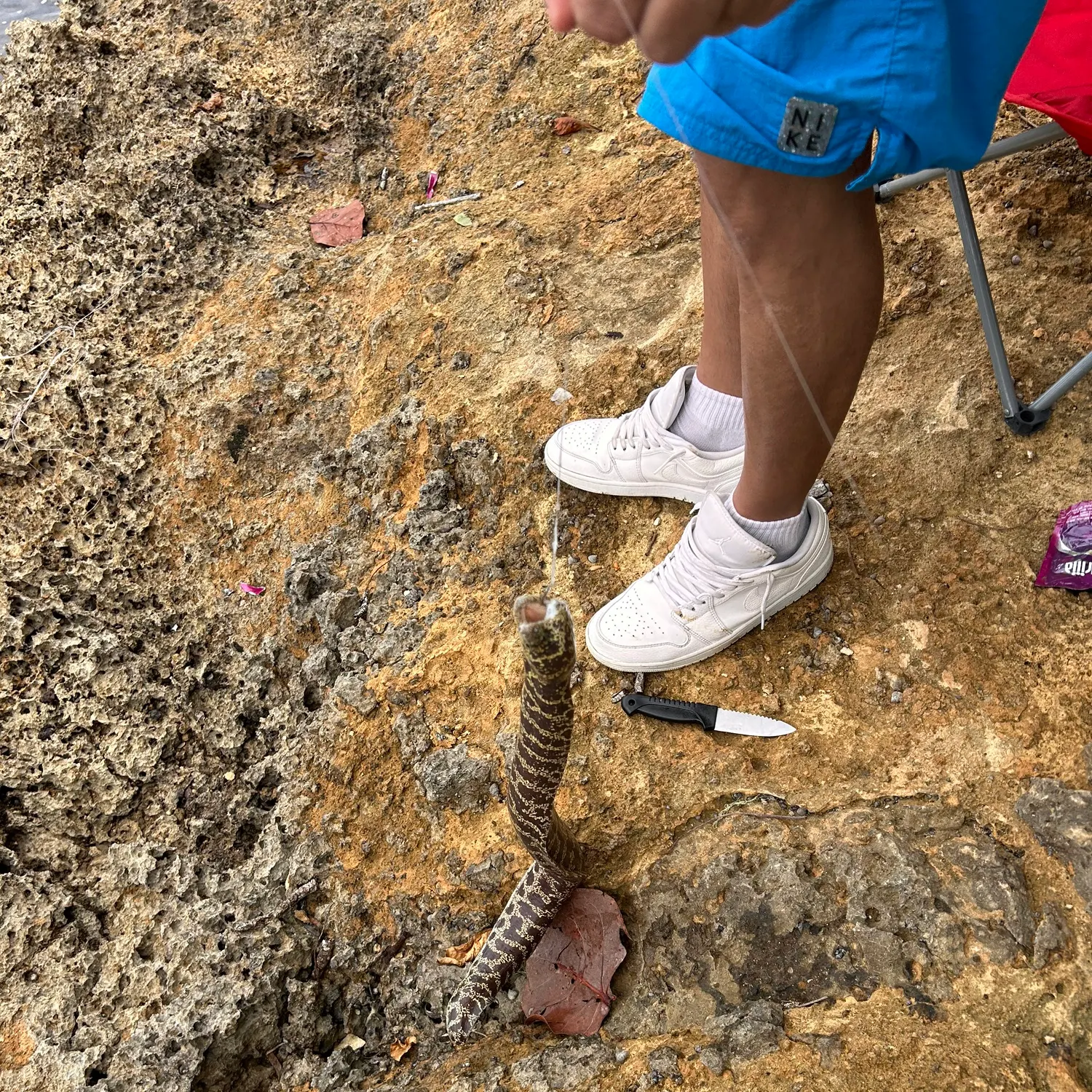 The most recent Giant mottled eel catches on Fishbrain